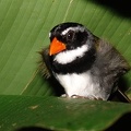 Arremon aurantiirostris  Orange-billed Sparrow  Goldschnabel-Buschammer 1 2