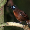 Myrmeciza exsul  Chestnut-backed Antbird  Braunr  cken-Ameisenvogel 5 1