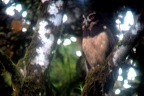 Pulsatrix perspicillata  Spectacled Owl  Brillenkauz 1
