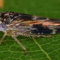 Idiocerus similis  Purpurweiden-Winkerzikade M2 1
