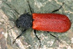 Bostrychidae (Holzbohrkäfer)