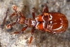 Pselaphidae (Palpenkäfer)