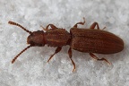 Silvanidae (Raubplattkäfer)