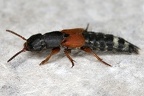 Staphylinidae (Kürzflügler, Kurzflügelkäfer)