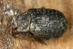 Trogidae (Knochenkäfer)