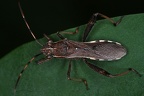 Alydidae (Krummfühlerwanzen)