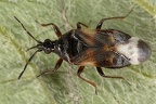 Anthocoridae (Blumenwanzen)