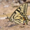 Papilio machaon  Schwalbenschwanz 6