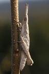 Pyrgomorphidae