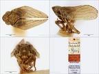 Type Conosimus goricus Dlabola 1958 small