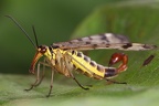 Panorpidae (Skorpionsfliegen)